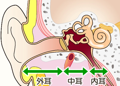 外耳・中耳・内耳